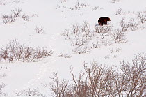 Kamchatka Brown bear (Ursus arctos beringianus)  crossing snow field, Kamchatka, Far east Russia, January
