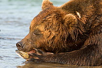 Kamchatka Brown bear (Ursus arctos beringianus)  with head resting on salmon caught in river, Kamchatka, Far east Russia, July