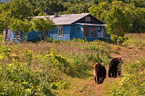 Two Kamchatka Brown bears (Ursus arctos beringianus)  walking along path towards building, Kamchatka, Far east Russia, August 2006
