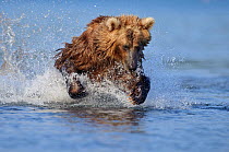 Kamchatka Brown bear (Ursus arctos beringianus)  leaping, fishing for salmon in river, Kamchatka, Far east Russia, July