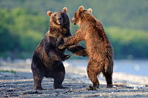 Kamchatka Brown bears (Ursus arctos beringianus)  fighting, Kamchatka, Far east Russia, July
