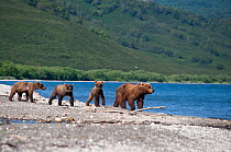 Kamchatka Brown bear (Ursus arctos beringianus)  leading three cubs along shore beside lake, Kamchatka, Far east Russia, August 2008