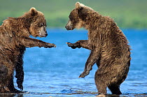 Two Kamchatka Brown bears (Ursus arctos beringianus)  squabbling beside river, Kamchatka, Far east Russia, July