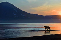 Silhouette of Kamchatka Brown bear (Ursus arctos beringianus) ) beside Lake Kuril at dawn, Kamchatka, Far east Russia, August 2008