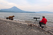 Photographer photographing Kamchatka Brown bear (Ursus arctos beringianus) mother and two cubs beside Lake Kuril, Kamchatka, Far east Russia, August 2008