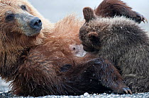 Kamchatka Brown bear (Ursus arctos beringianus)  mother rolling over on back for baby to suckle, Kamchatka, Far east Russia, August