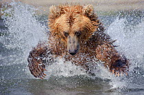 Kamchatka Brown bear (Ursus arctos beringianus)  leaping through water to catch salmon in river, Kamchatka, Far east Russia, August
