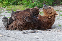 Kamchatka Brown bear (Ursus arctos beringianus)  mother rolling over on back for baby to suckle, Kamchatka, Far east Russia, August