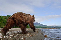 Kamchatka Brown bear (Ursus arctos beringianus) rear view, walking beside water, Kamchatka, Far east Russia, August