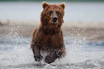 Kamchatka Brown bear (Ursus arctos beringianus)  running through water, fishing, Kamchatka, Far east Russia, August