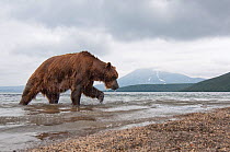 Kamchatka Brown bear (Ursus arctos beringianus) comming out of lake, Kamchatka, Far east Russia, August