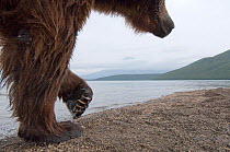 Kamchatka Brown bear (Ursus arctos beringianus)  walking beside lake, Kamchatka, Far east Russia, August