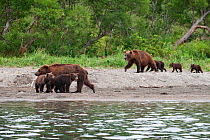 Kamchatka Brown bear (Ursus arctos beringianus) two families, one with two cubs, one with four cubs, walking beside water, Kamchatka, Far east Russia, August