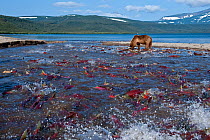 Kamchatka Brown bear (Ursus arctos beringianus) fishing for migrating salmon, Lake Kuril, Kamchatka, Far east Russia, August 2005