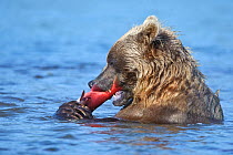 Kamchatka Brown bear (Ursus arctos beringianus) feeding on salmon in river, Kamchatka, Far east Russia, August