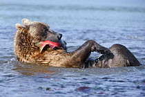 Kamchatka Brown bear (Ursus arctos beringianus) lying on back, feeding on salmon in river, Kamchatka, Far east Russia, August