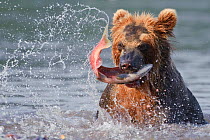 Kamchatka Brown bear (Ursus arctos beringianus) catching migration salmon in river, Kamchatka, Far east Russia, August