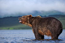 Kamchatka Brown bear (Ursus arctos beringianus) standing in water, bellowing, Kamchatka, Far east Russia, August