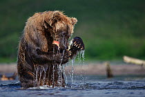 Kamchatka Brown bear (Ursus arctos beringianus) feeding on salmon caught in river, Kamchatka, Far east Russia, August