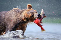 Kamchatka Brown bear (Ursus arctos beringianus)  catching salmon in river, Kamchatka, Far east Russia, August