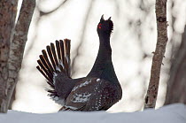 Capercaillie (Tetrao urogallus) male displaying and calling at lek, Kamchatka, Far east Russia, May