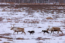 Caribou /Reindeer (Rangifer tarandus) crossing winter landscape with young, Kamchatka, Far east Russia, January