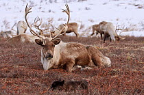 Caribou /Reindeer (Rangifer tarandus) resting with calf, Kamchatka, Far east Russia, January