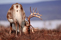 Caribou /Reindeer (Rangifer tarandus) rear view, grazing, Kamchatka, Far east Russia, April