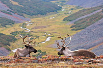 Two Caribou /Reindeer (Rangifer tarandus) resting on hillside with valley in background, Kamchatka, Far east Russia, September 2006