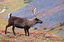 Caribou / Reindeer (Rangifer tarandus) on hillside with valley in background, Kamchatka, Far east Russia, September