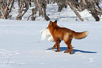 Red fox (Vulpes vulpes) carrying gull prey over snow, Kamchatka, Far east Russia, March