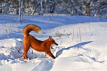 Red fox (Vulpes vulpes) fox waking up from sleep in den in deep snow, stretching and yawning, Kamchatka, Far east Russia, November