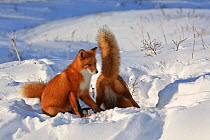 Red fox (Vulpes vulpes) two foxes at den in deep snow, Kamchatka, Far east Russia, November