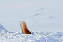 Red fox (Vulpes vulpes) disappearing down into den in deep snow, only tail showing, Kamchatka, Far east Russia, November