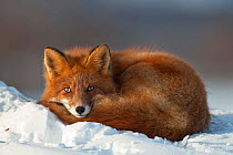 Red fox (Vulpes vulpes) lying curled up on snow, eyes open, Kamchatka, Far east Russia, January