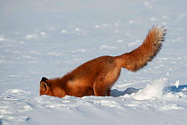 Red fox (Vulpes vulpes) digging hole in snow to bury prey, Kamchatka, Far east Russia, January