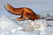 Red fox (Vulpes vulpes) digging to bury hare prey in snow, Kamchatka, Far east Russia, January