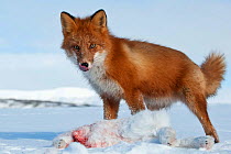 Red fox (Vulpes vulpes) about to bury hare prey in snow, Kamchatka, Far east Russia, January