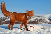 Red fox (Vulpes vulpes) fox with hare prey camouflaged on snow, Kamchatka, Far east Russia, January