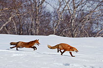 Red fox (Vulpes vulpes) one fox chasing another across snow,  Kamchatka, Far east Russia,  April