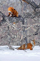 Red fox (Vulpes vulpes) on fallen birch tree, looking down at another fox,  Kamchatka, Far east Russia,  April