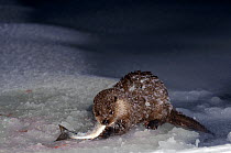 Eurasian river otter (Lutra lutra) feeding on fish on ice, Kamchatka, far east Russia, March