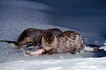 Eurasian river otter (Lutra lutra) two otters feeding on fish on ice, Kamchatka, far east Russia, March