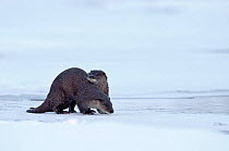 Eurasian river otter (Lutra lutra) two otters on ice, Kamchatka, far east Russia, March