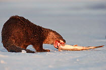 Eurasian river otter (Lutra lutra) feeding on fish on ice, Kamchatka, far east Russia, January