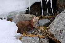 Japanese sable (Martes zibellina) foraging on rocky shore with icicles, Kamchatka, far east Russia, January