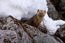 Japanese sable (Martes zibellina) foraging on rocky shore with snow, Kamchatka, far east Russia, January