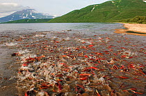 Sockeye salmon (Oncorhynchus nerka) adult fish swimming up rivers to spawn in Lake Kuril, Kamchatka, Far East Russia, August