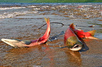 Sockeye salmon (Oncorhynchus nerka) adult fish stranded after swimming up river to Lake Kuril to spawn, Kamchatka, Far East Russia, August