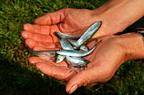 Salmon (Salmonidae) fry held in hand, Lake Kuril, Kamchatka, Far East Russia, July